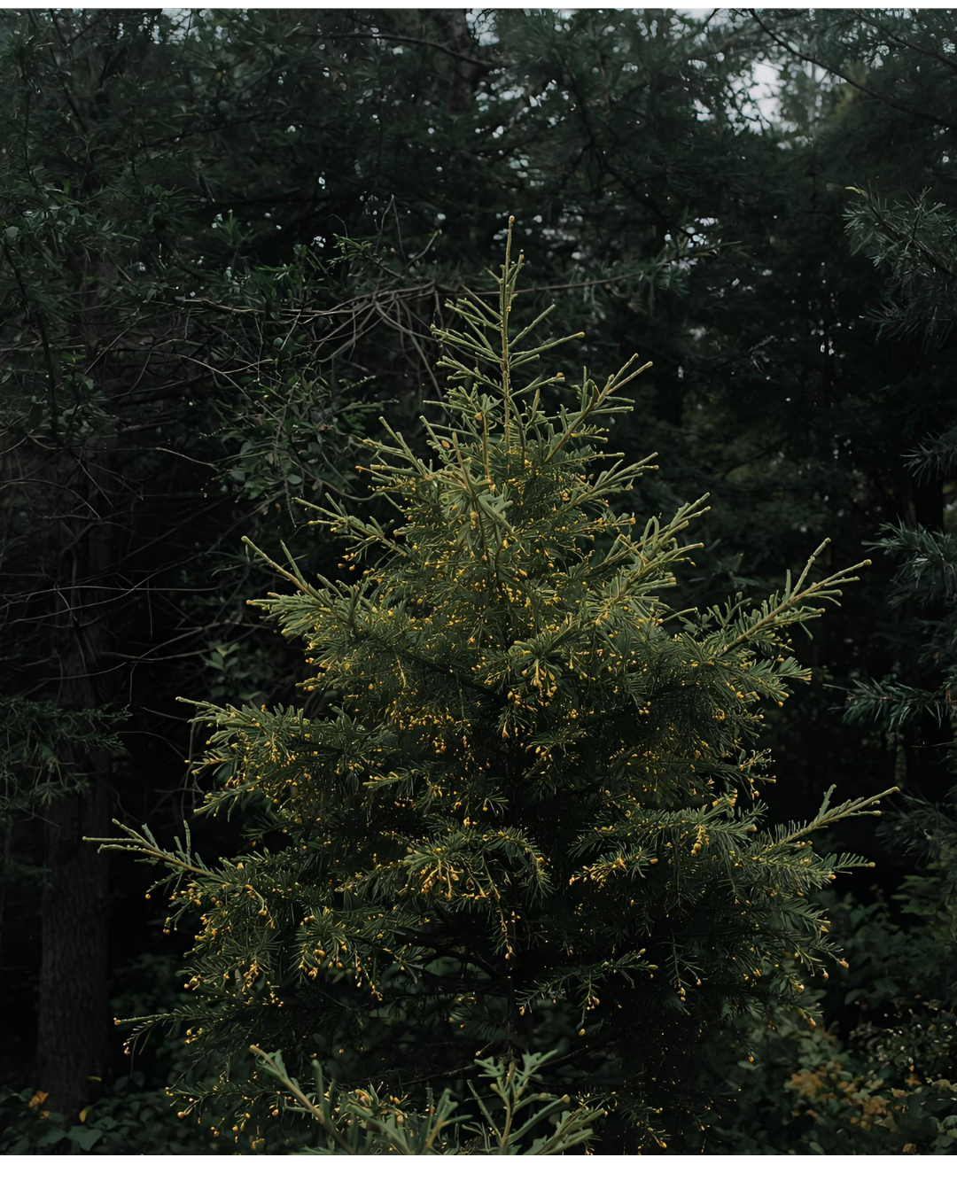 Fraser Fir Reed Diffuser