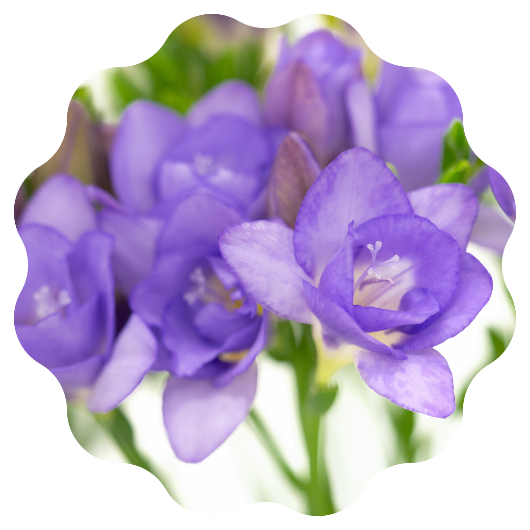 Freesia + Lilac