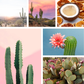 🏜 Cubo de cera aromática "Desierto de Arizona"